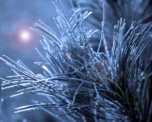 Preview wallpaper branch, needles, macro, glare