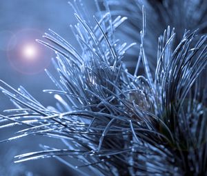 Preview wallpaper branch, needles, macro, glare