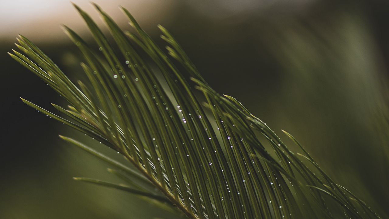 Wallpaper branch, needles, macro, drops, water hd, picture, image