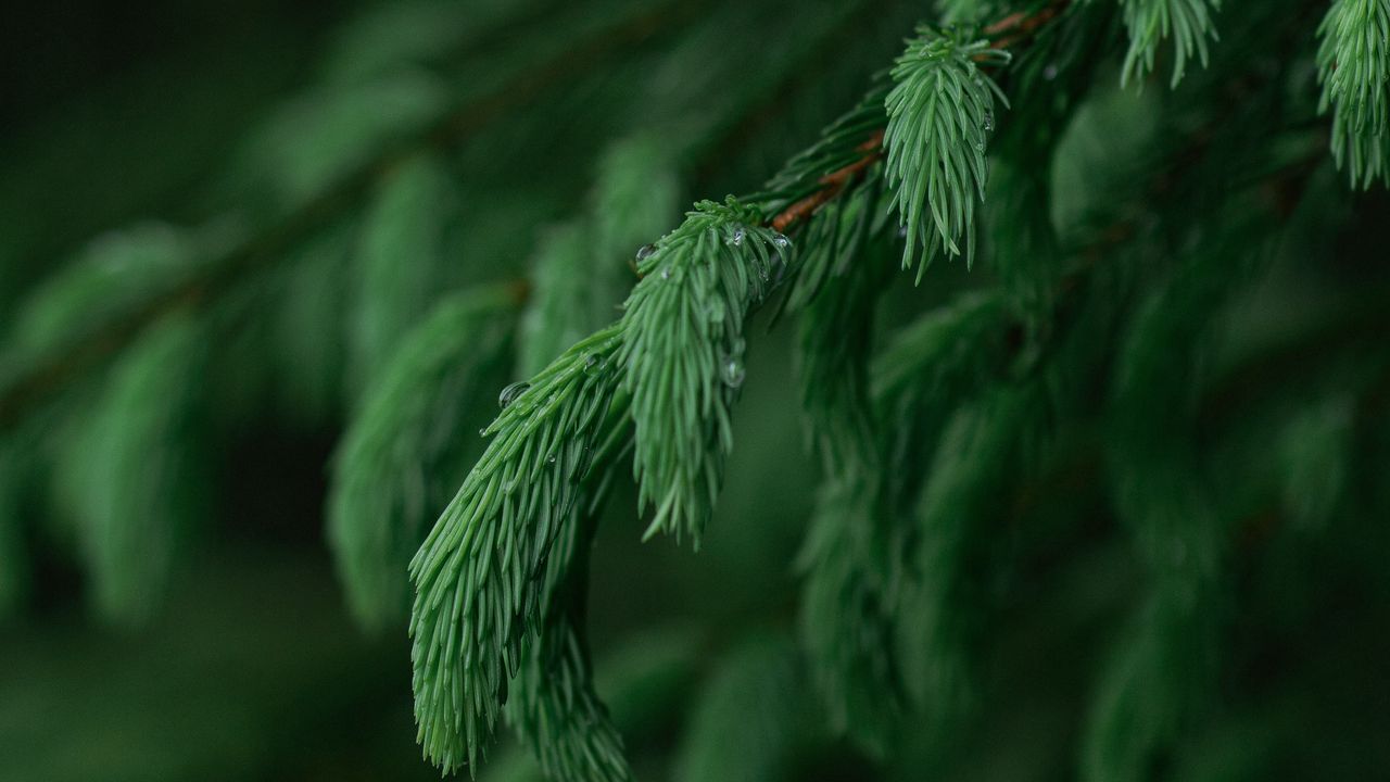 Wallpaper branch, needles, macro, blur hd, picture, image