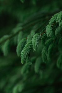 Preview wallpaper branch, needles, macro, blur