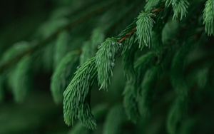 Preview wallpaper branch, needles, macro, blur