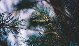 Preview wallpaper branch, needles, macro