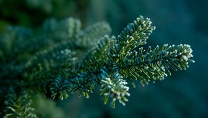 Preview wallpaper branch, needles, macro, green, blur