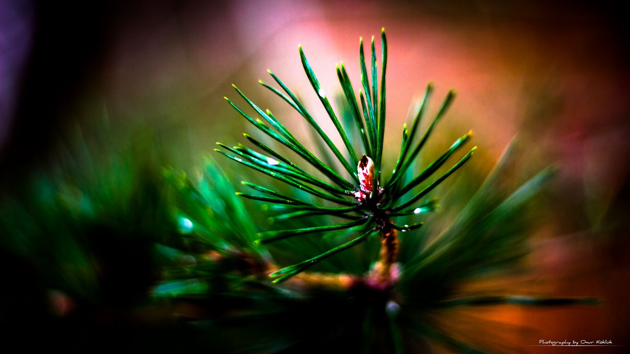 Wallpaper branch, needles, macro, blur, green