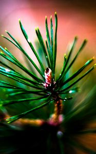 Preview wallpaper branch, needles, macro, blur, green