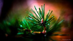 Preview wallpaper branch, needles, macro, blur, green