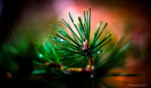 Preview wallpaper branch, needles, macro, blur, green