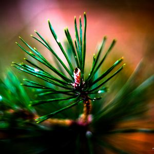 Preview wallpaper branch, needles, macro, blur, green