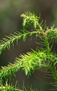 Preview wallpaper branch, needles, macro, green