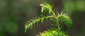 Preview wallpaper branch, needles, macro, green