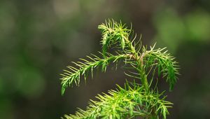Preview wallpaper branch, needles, macro, green
