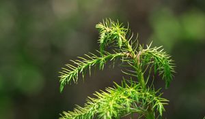 Preview wallpaper branch, needles, macro, green