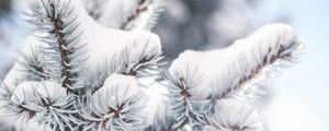 Preview wallpaper branch, needles, snow, winter, blur