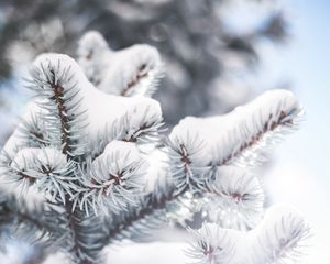 Preview wallpaper branch, needles, snow, winter, blur