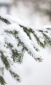 Preview wallpaper branch, needles, snow, macro