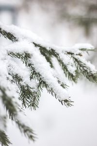 Preview wallpaper branch, needles, snow, macro