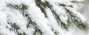Preview wallpaper branch, needles, snow, macro