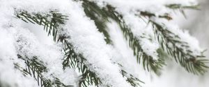 Preview wallpaper branch, needles, snow, macro