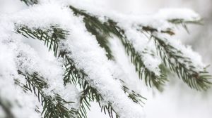 Preview wallpaper branch, needles, snow, macro