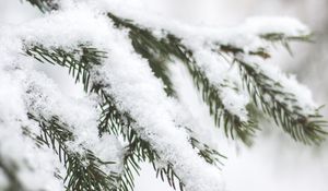 Preview wallpaper branch, needles, snow, macro
