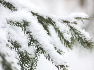 Preview wallpaper branch, needles, snow, macro