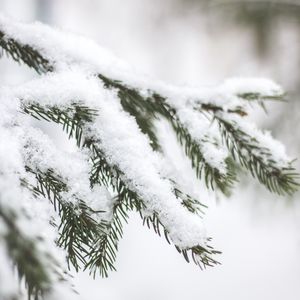 Preview wallpaper branch, needles, snow, macro