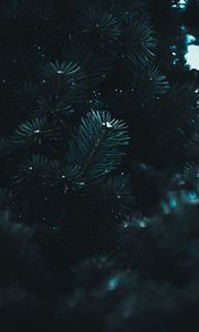 Preview wallpaper branch, needles, spruce, macro, blur, dark