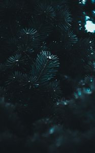 Preview wallpaper branch, needles, spruce, macro, blur, dark