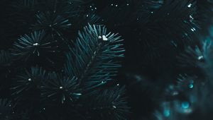 Preview wallpaper branch, needles, spruce, macro, blur, dark