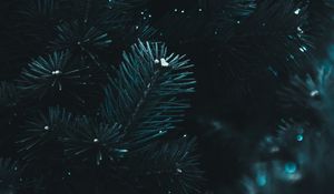 Preview wallpaper branch, needles, spruce, macro, blur, dark