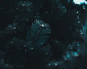 Preview wallpaper branch, needles, spruce, macro, blur, dark