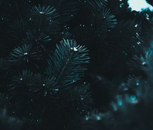 Preview wallpaper branch, needles, spruce, macro, blur, dark