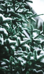 Preview wallpaper branch, needles, spruce, snow, blur