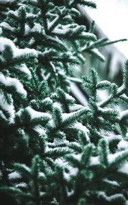 Preview wallpaper branch, needles, spruce, snow, blur