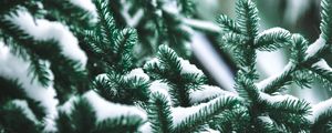 Preview wallpaper branch, needles, spruce, snow, blur