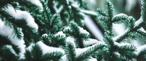 Preview wallpaper branch, needles, spruce, snow, blur