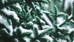 Preview wallpaper branch, needles, spruce, snow, blur