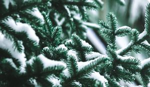 Preview wallpaper branch, needles, spruce, snow, blur
