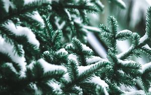 Preview wallpaper branch, needles, spruce, snow, blur