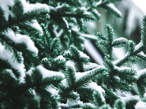 Preview wallpaper branch, needles, spruce, snow, blur