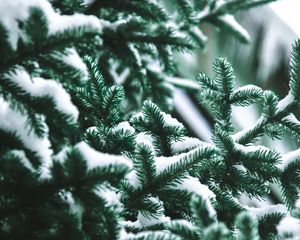 Preview wallpaper branch, needles, spruce, snow, blur
