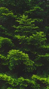 Preview wallpaper branch, needles, spruce, green