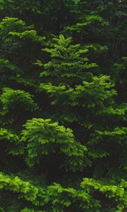 Preview wallpaper branch, needles, spruce, green