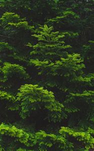 Preview wallpaper branch, needles, spruce, green