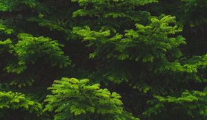 Preview wallpaper branch, needles, spruce, green