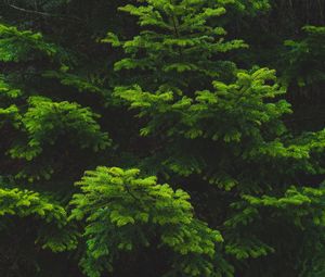 Preview wallpaper branch, needles, spruce, green