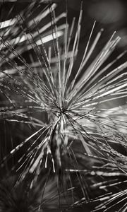 Preview wallpaper branch, needles, tree, macro, black and white
