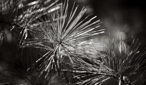 Preview wallpaper branch, needles, tree, macro, black and white