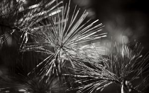 Preview wallpaper branch, needles, tree, macro, black and white